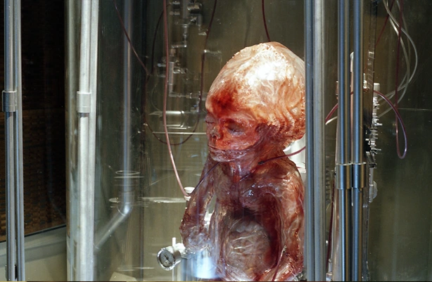 silicon foetus