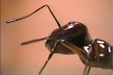 animatronic ants Gastineau