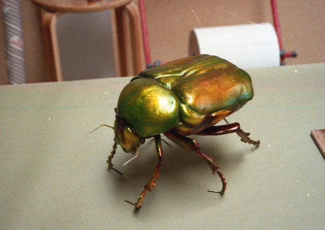 animatronic ants Gastineau