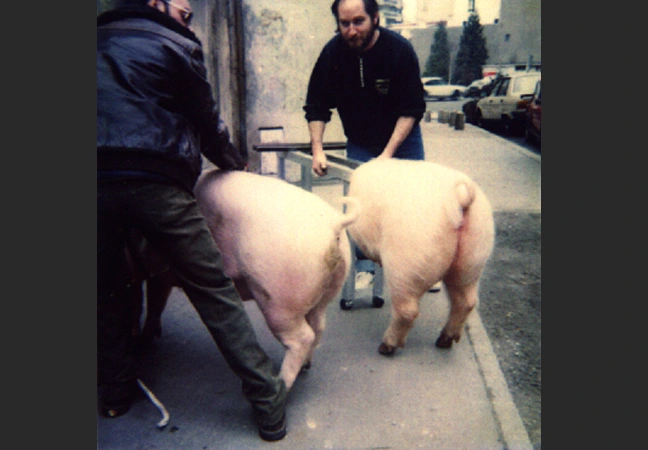 animatronic pig Jacques Gastineau