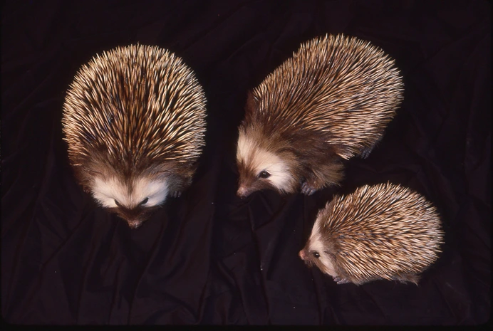 Animatronic hedgehog gastineau