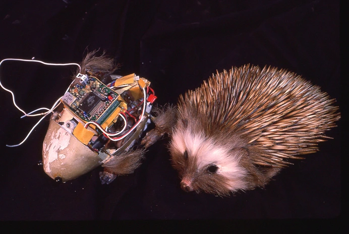 Animatronic hedgehog gastineau