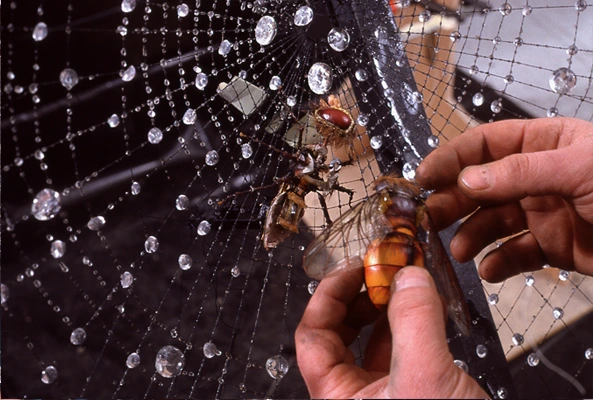 animatronic spider web Imax