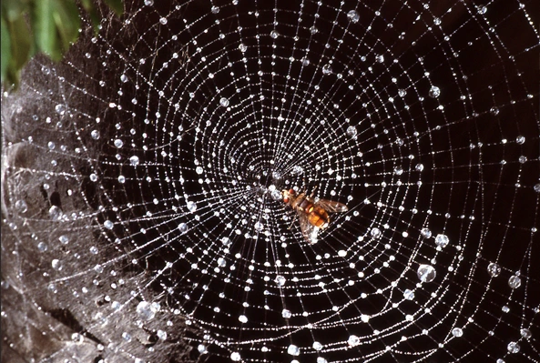 animatronic spider web Imax