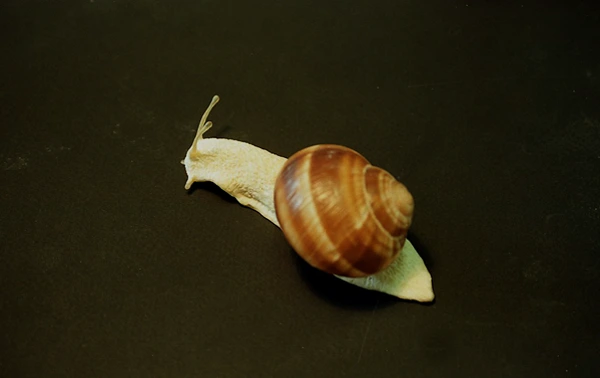 Animatronic snails Gastineau