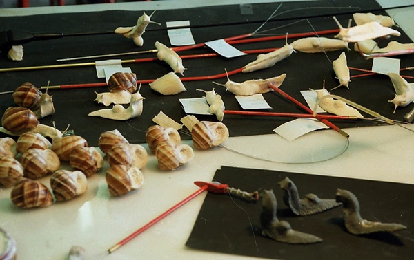 Animatronic snails Gastineau