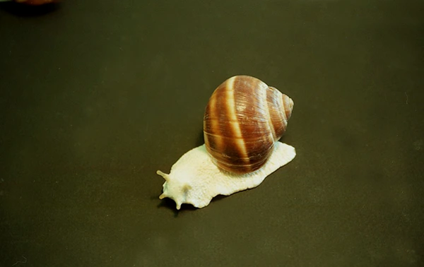 Animatronic snails Gastineau