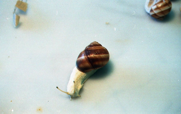 Animatronic snails Gastineau