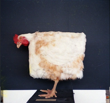 animatronic chicken Gastineau
