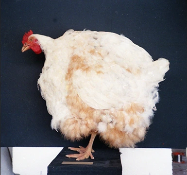 animatronic chicken Gastineau