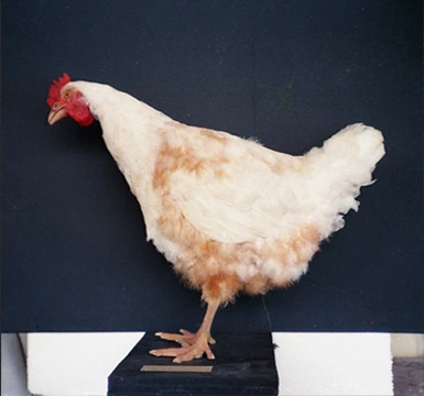 animatronic chicken Gastineau