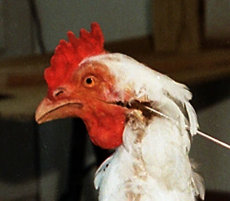 animatronic chicken Gastineau