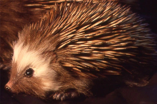 animatronic hedgehogs