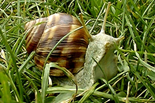 Animatronics snails, Advertising  